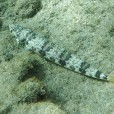 Lizard Fish - less common but frequent in Chica and Jablillo
