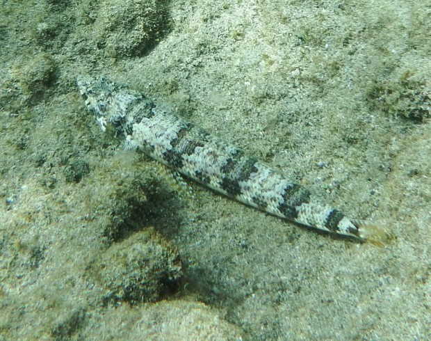 Lizard Fish - less common but frequent in Chica and Jablillo