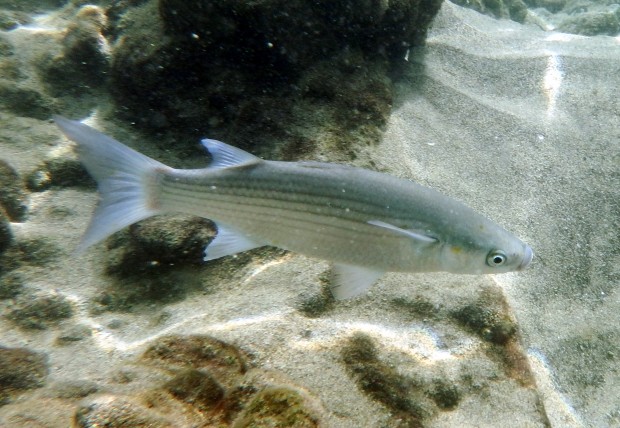 Grey Mullet - known locally as Lisa and abundant at Sands Beach and Charco in Arrecife
