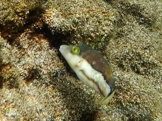 Sharp Nosed Puffer - quite tame but quite difficult to photograph clearly