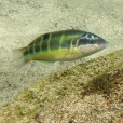 Ornate Wrasse Male - at most rocky and sandy places
