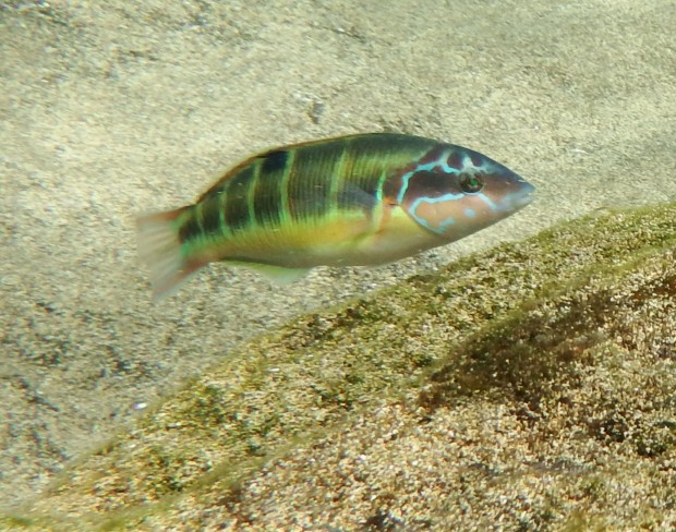 Ornate Wrasse Male - at most rocky and sandy places