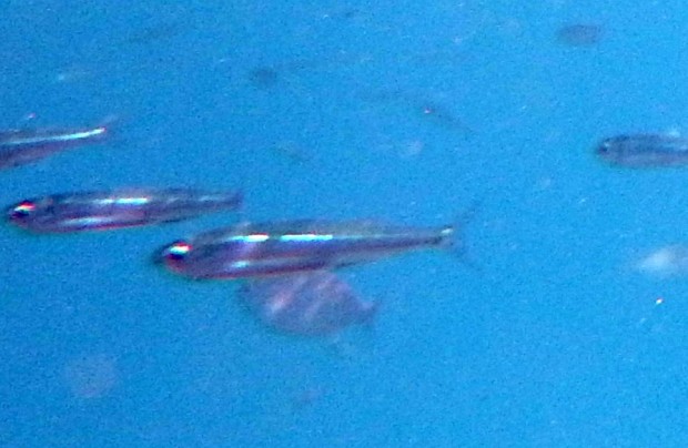 Sand Smelt - tiny fish in a darting cloud and difficult to photograph