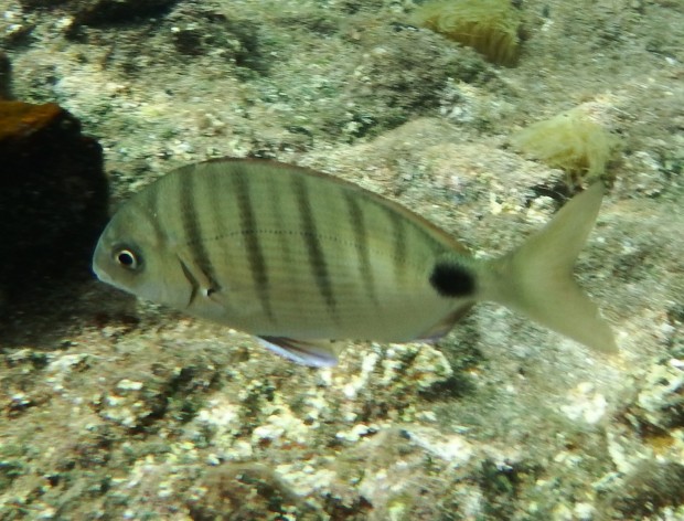 African White Bream - common in most bays